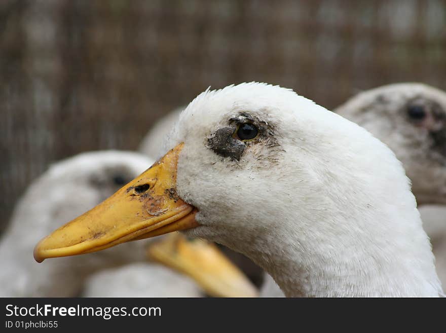 A flock of white geese in the home cage poultry. A flock of white geese in the home cage poultry