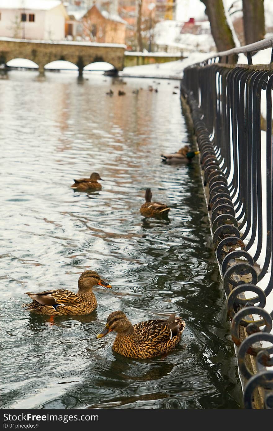 Group of mallard ducks on big park pond with a bridge in winter. Group of mallard ducks on big park pond with a bridge in winter