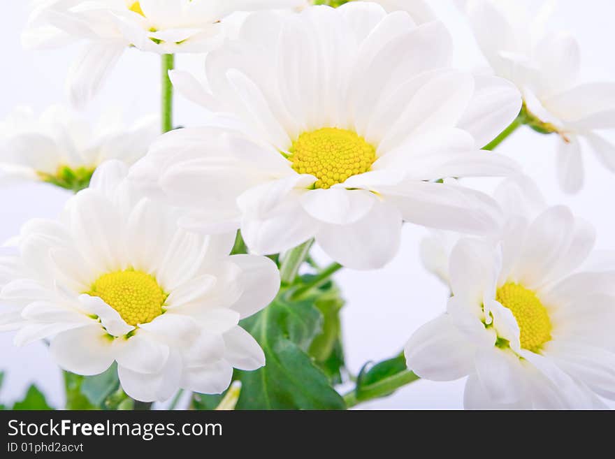 Closeup of bunch of beautiful white flowers on white background. Closeup of bunch of beautiful white flowers on white background