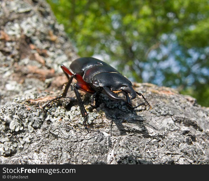 A close-up of a stag-beetle on tree. A close-up of a stag-beetle on tree.