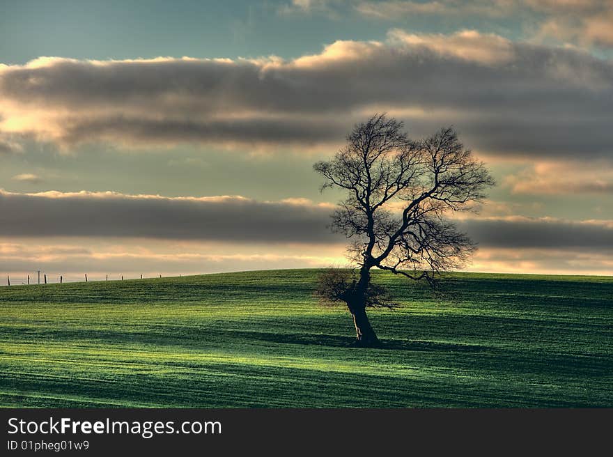 Green field with a Lonely tree and clody sky