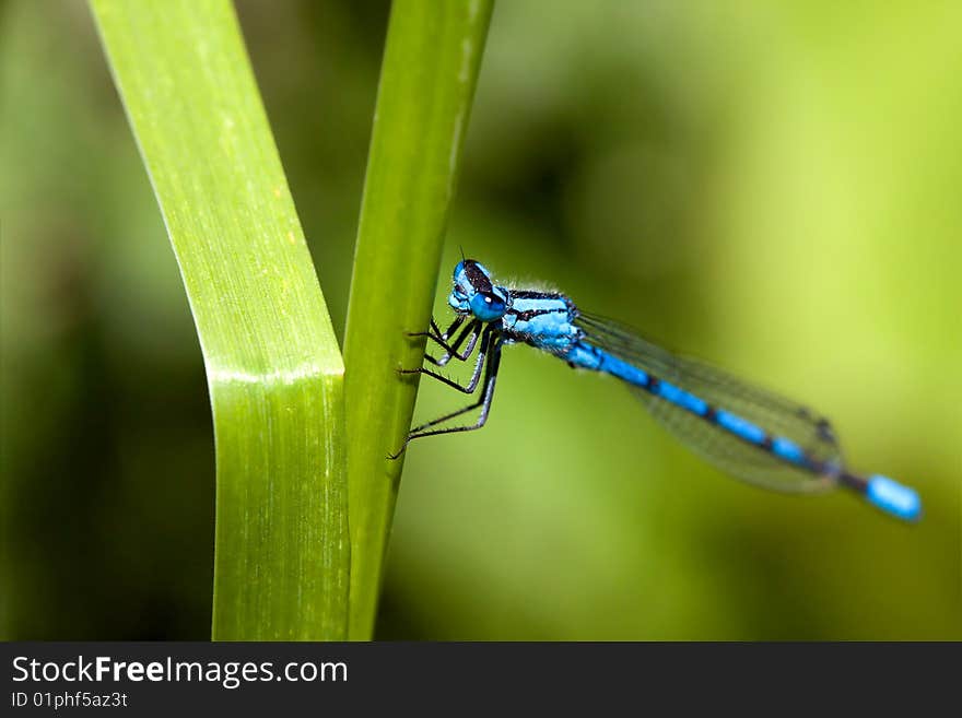 Common Blue Damselfly with very bright blue colors. Common Blue Damselfly with very bright blue colors.