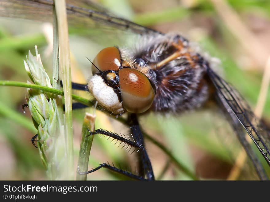 Common Darter Looking Up