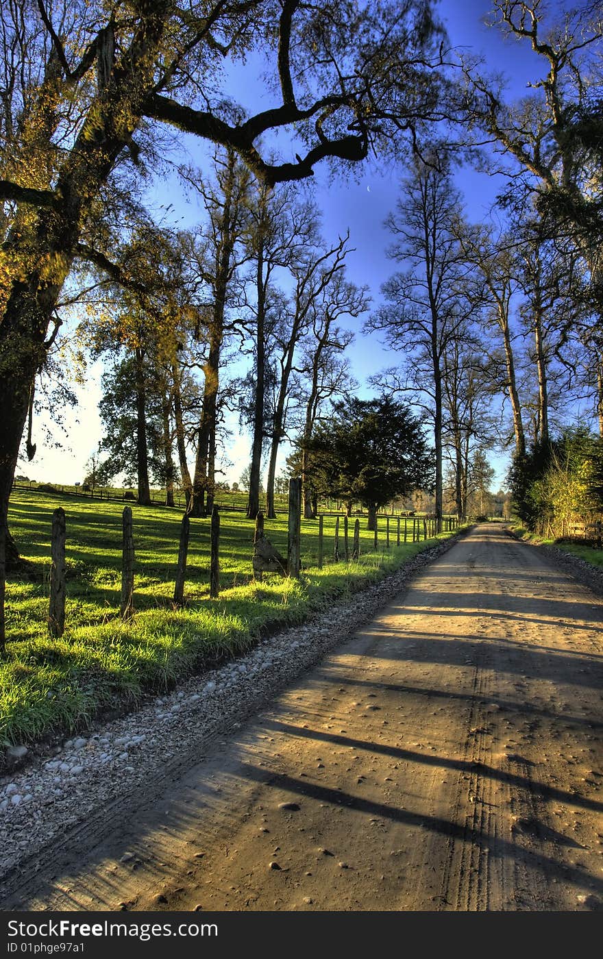 Rural road passing trow tall trees