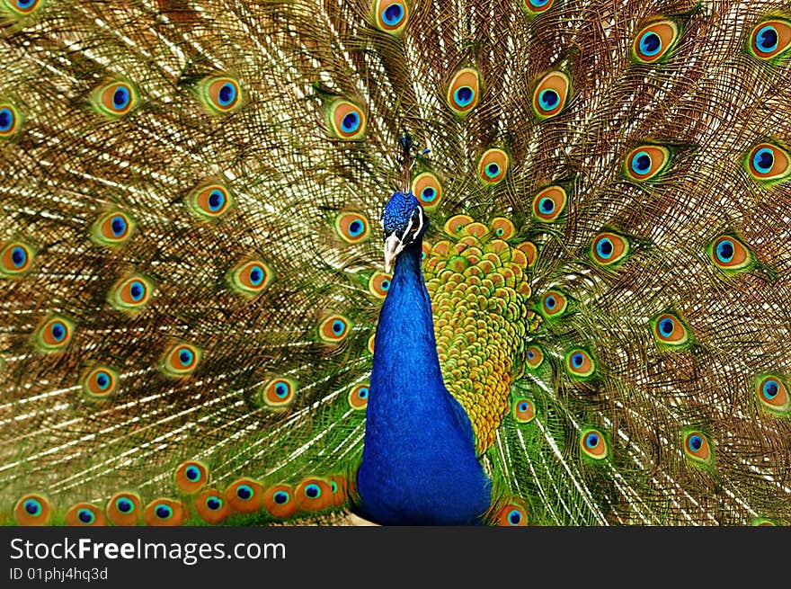 The peacock