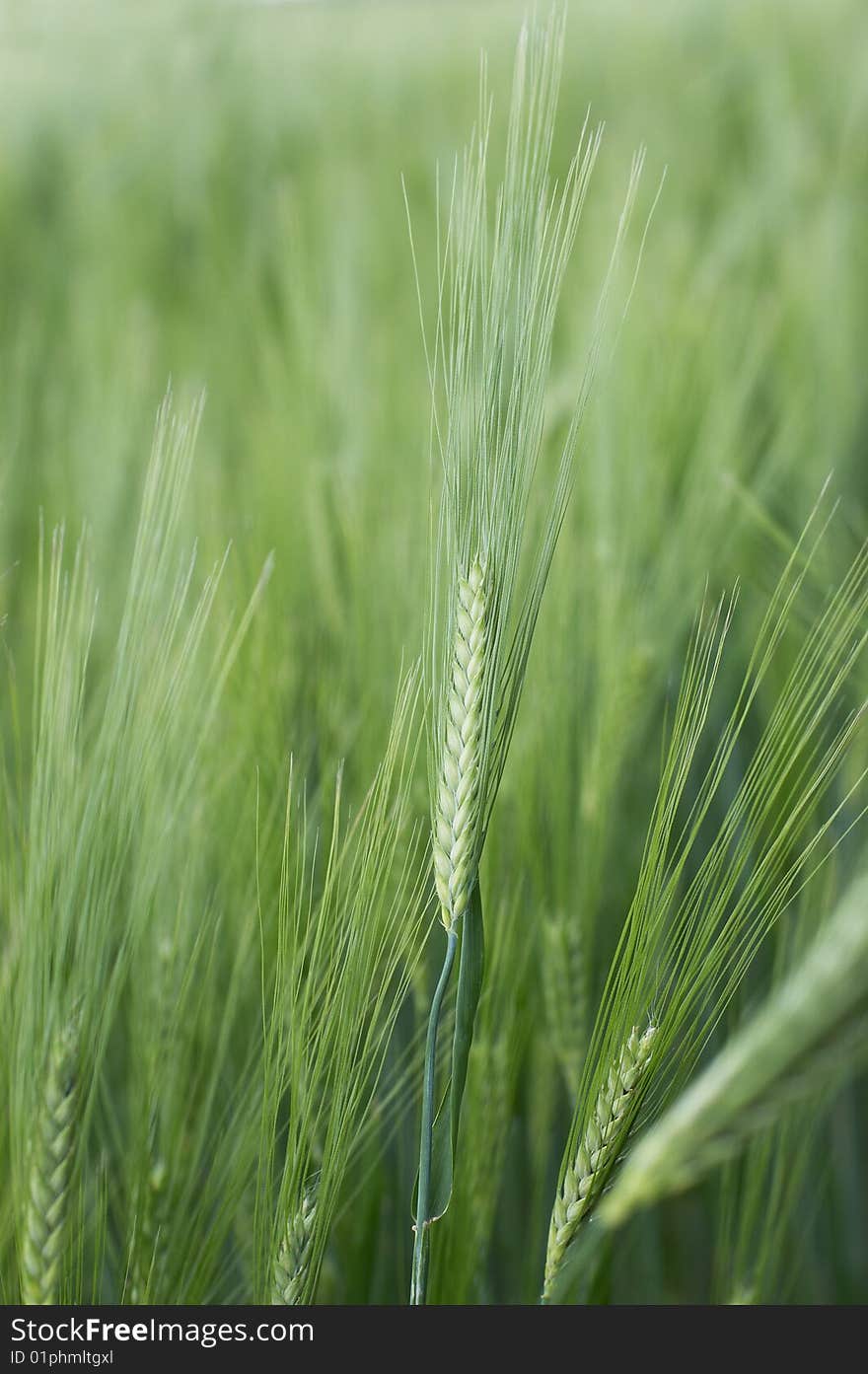 Green Spikelets Of Young Wheat