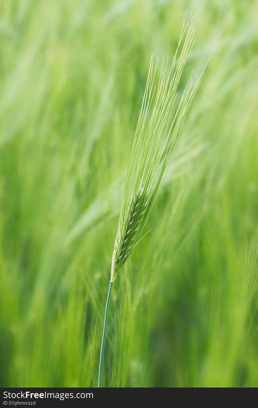 Green spikelet of young wheat