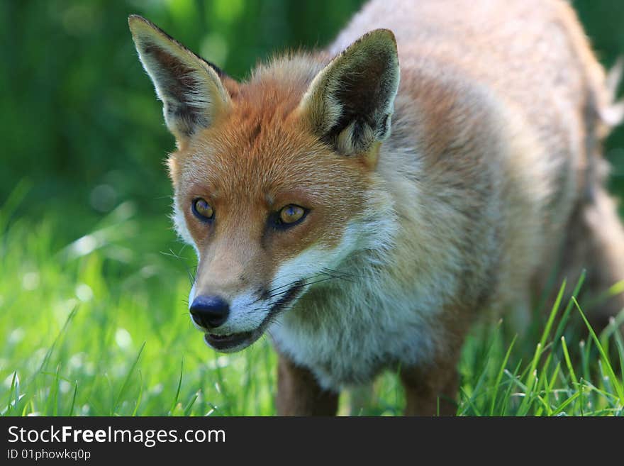 Fox Dog Head