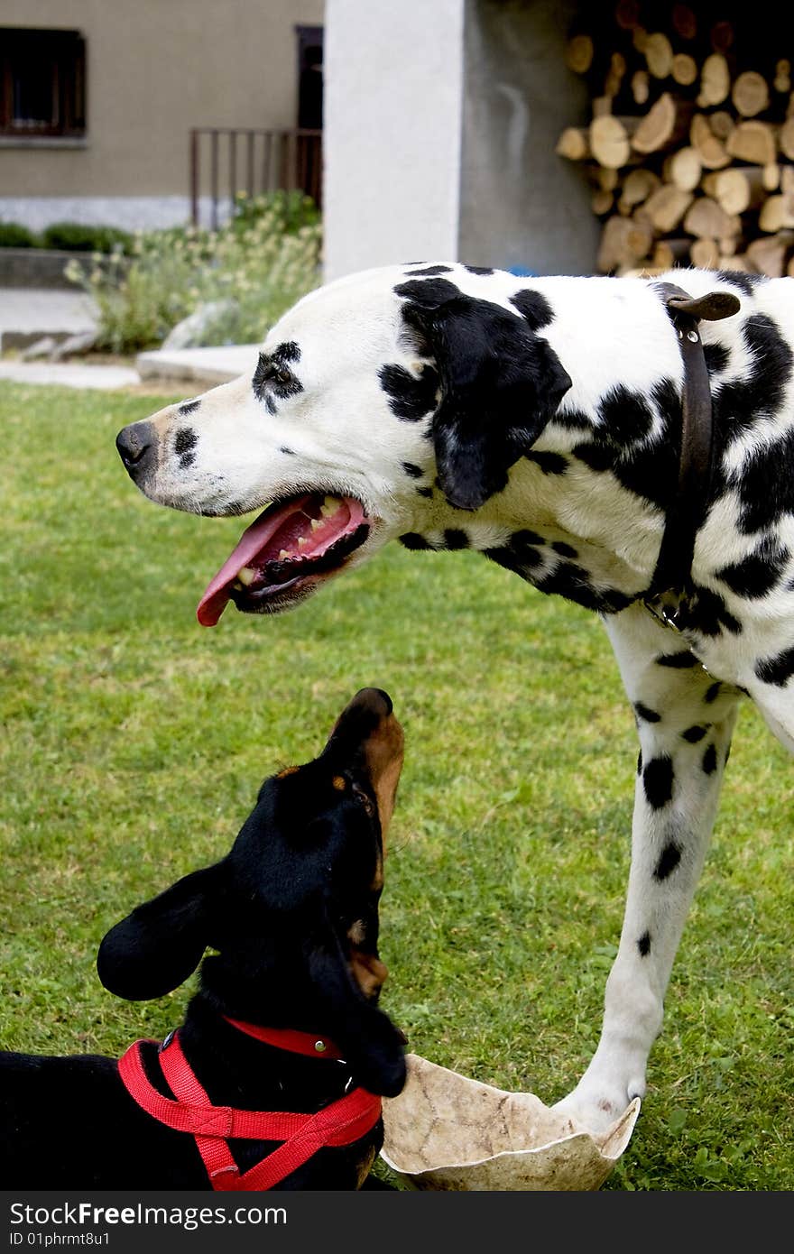 Dogs in the garden