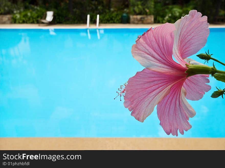 A pink hibiscus flower near a swimming pool. A pink hibiscus flower near a swimming pool