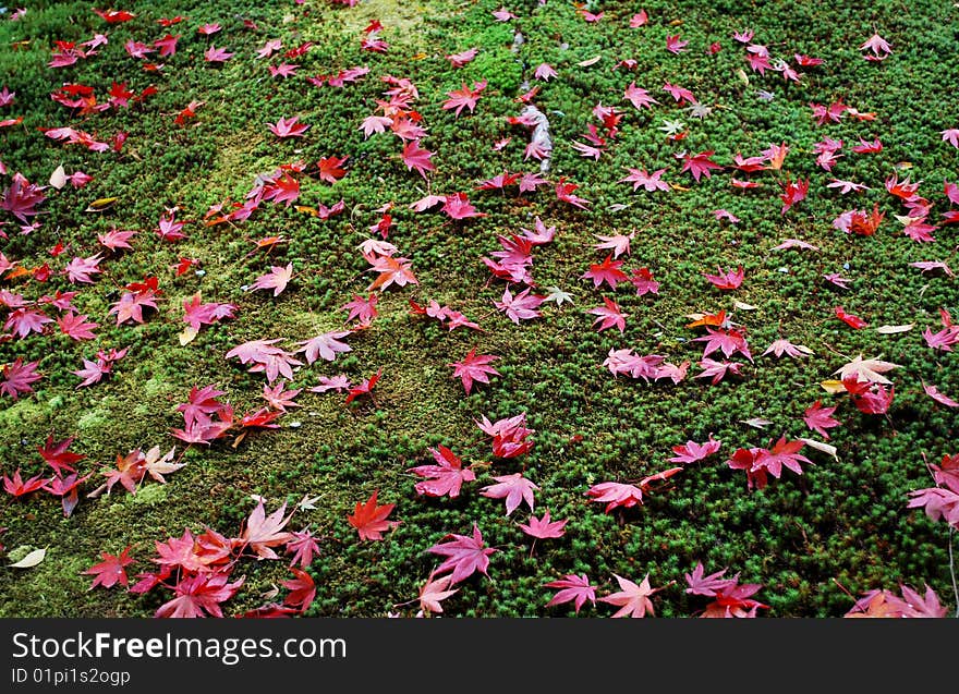 Red maple tree leaves on a green grass. Red maple tree leaves on a green grass