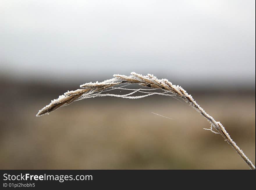 Frozen stalk