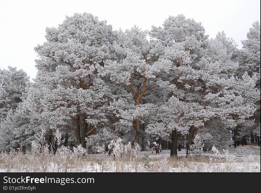 Frozen forest