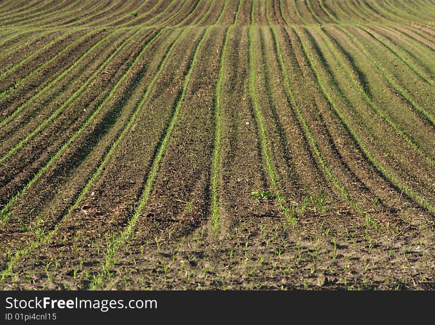 Sown fields in northern Germany. Sown fields in northern Germany