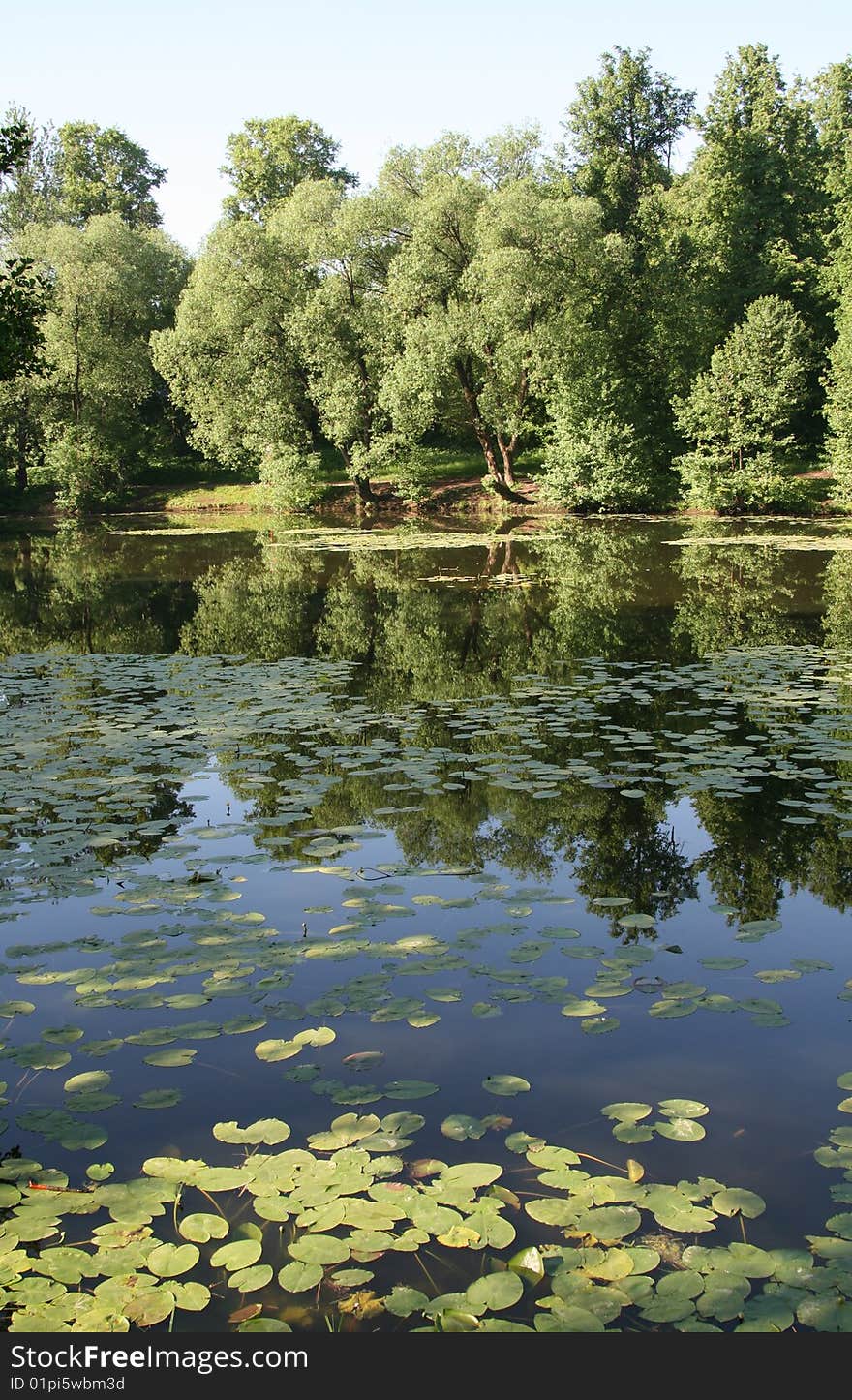 Background with green trees and lake. Background with green trees and lake