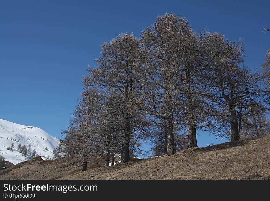 Pine grove in the Alps . Pine grove in the Alps .