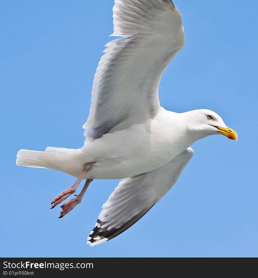 Seagull in blue sky