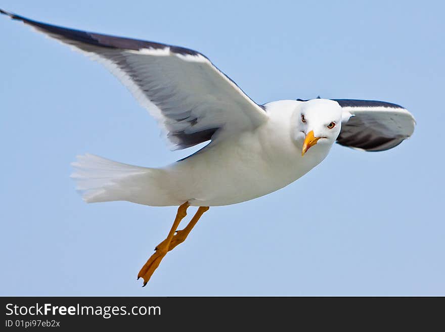 Seagull in blue sky