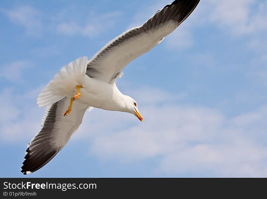 Seagull in blue sky