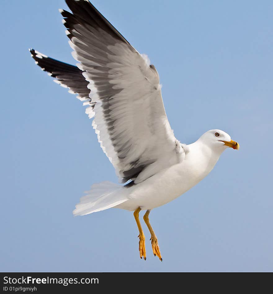 Seagull in blue sky