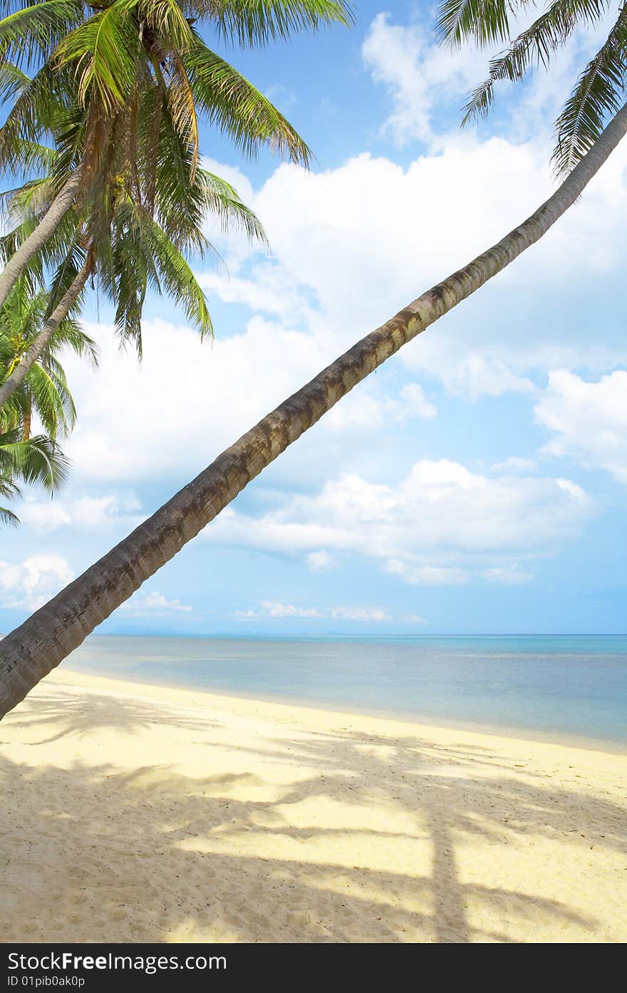 View of nice tropical empty sandy beach with some palm