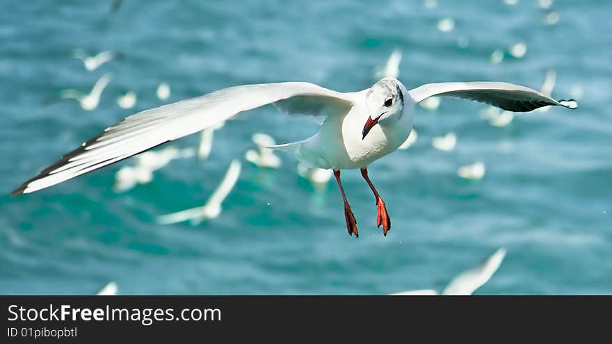 Close-up of seagull, flying over blue sea