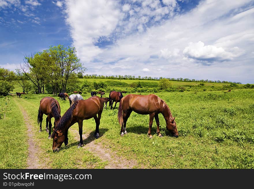 Herd of wild steppe horses on graze background