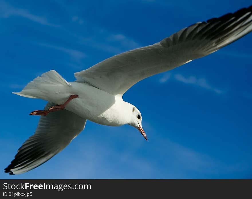 Seagull flying over blue sky