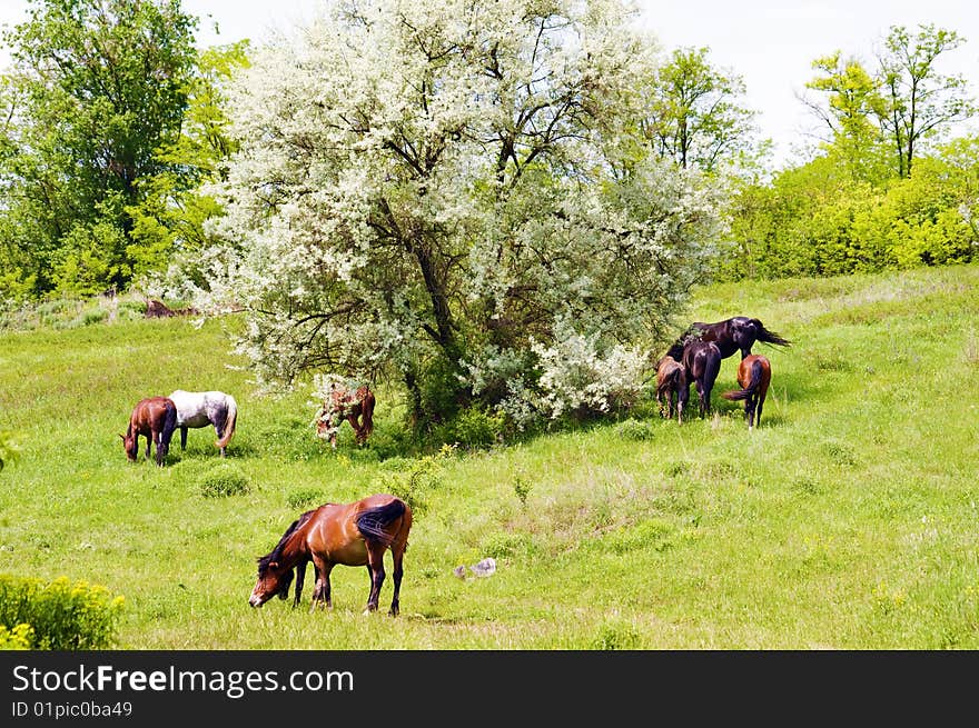 Herd of wild steppe horses on graze background