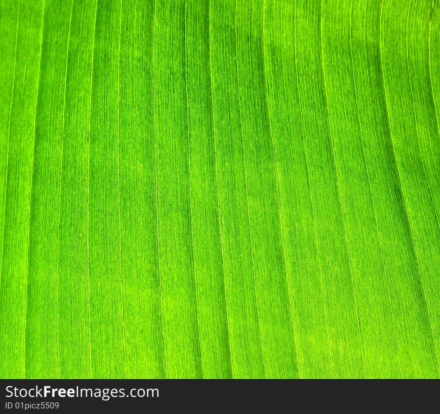 Green. palm-leaf as a background