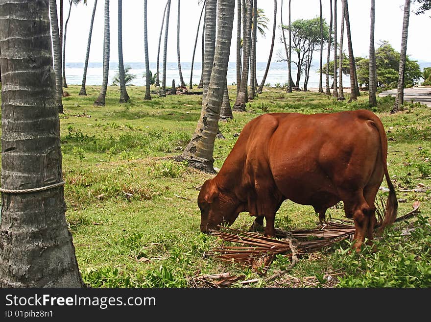 A bull grazing under the palm trees in Bequia, St. Vincent and the Grenadines. A bull grazing under the palm trees in Bequia, St. Vincent and the Grenadines