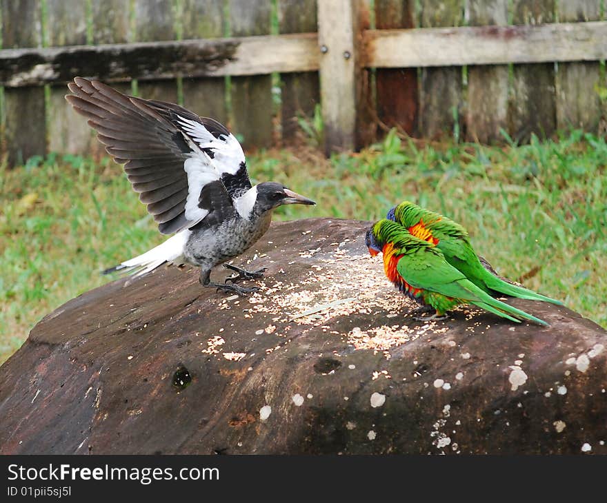 Rosella's and Magpie in Garden morning quest. Rosella's and Magpie in Garden morning quest