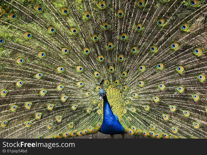 A picture of a paradise bird  peacock flaunting its iridescent colorful train and plumage. A picture of a paradise bird  peacock flaunting its iridescent colorful train and plumage