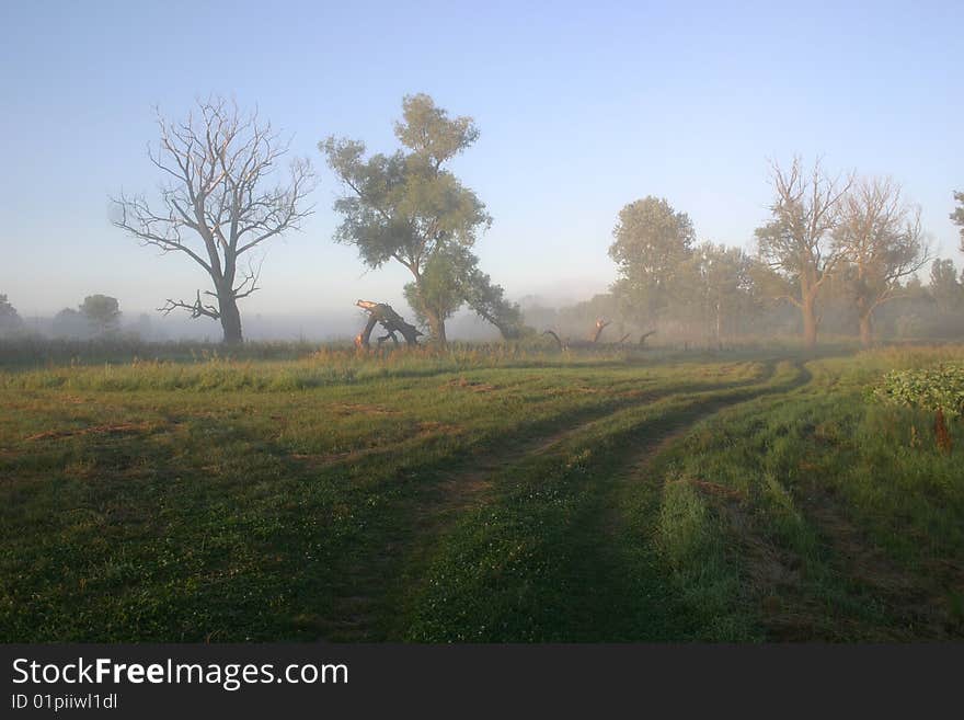 An image of a road in a foggy forest. An image of a road in a foggy forest