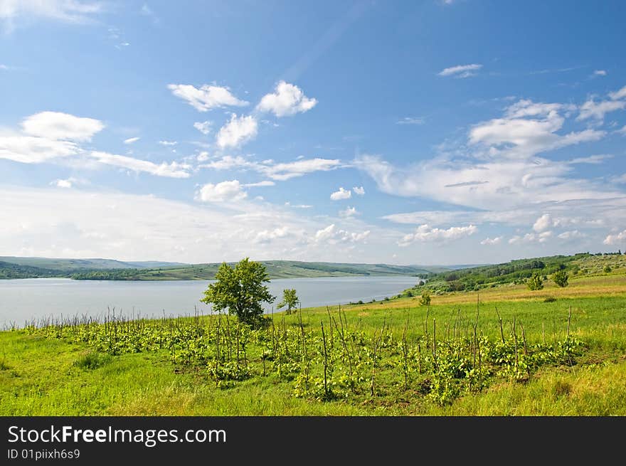 Spring landscape - green field, the blue sky, white clouds