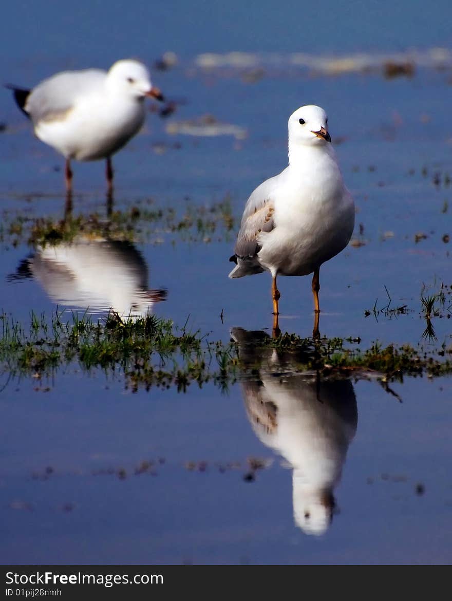 Portrait of seagulls and their reflections