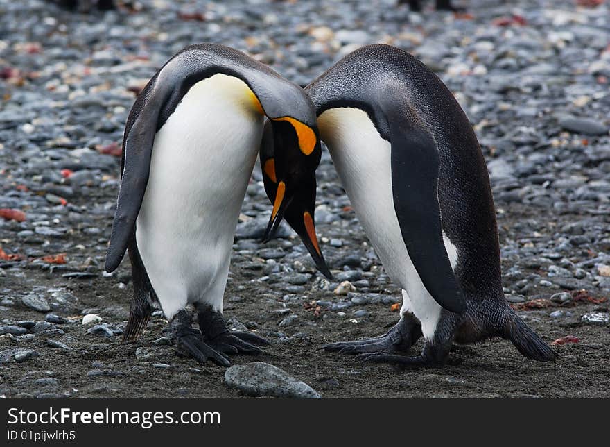 King penguin