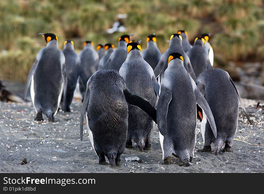 King Penguin