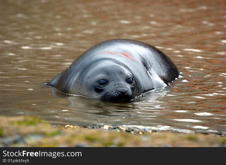 Closeup portrait of single  seal