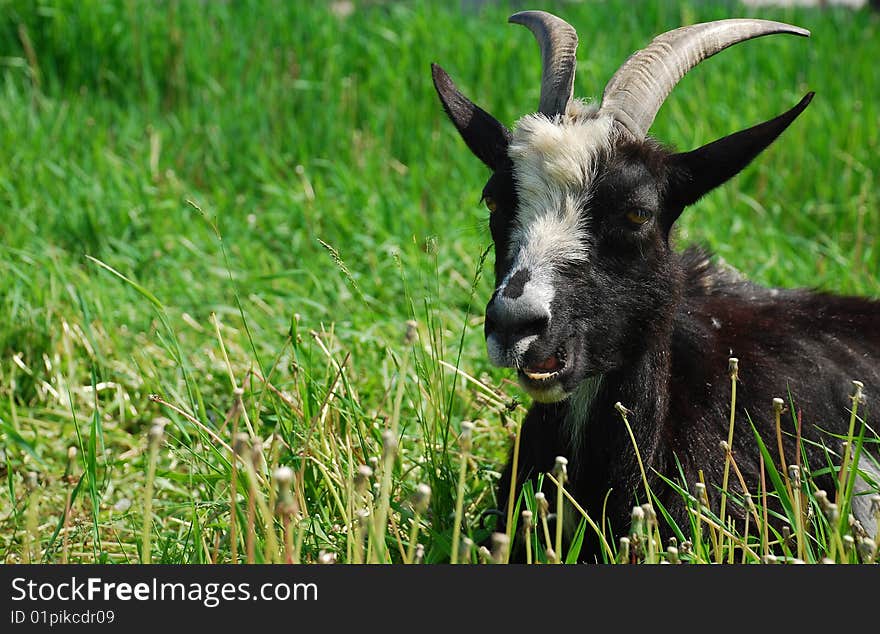 Smiling goat on a background a green grass