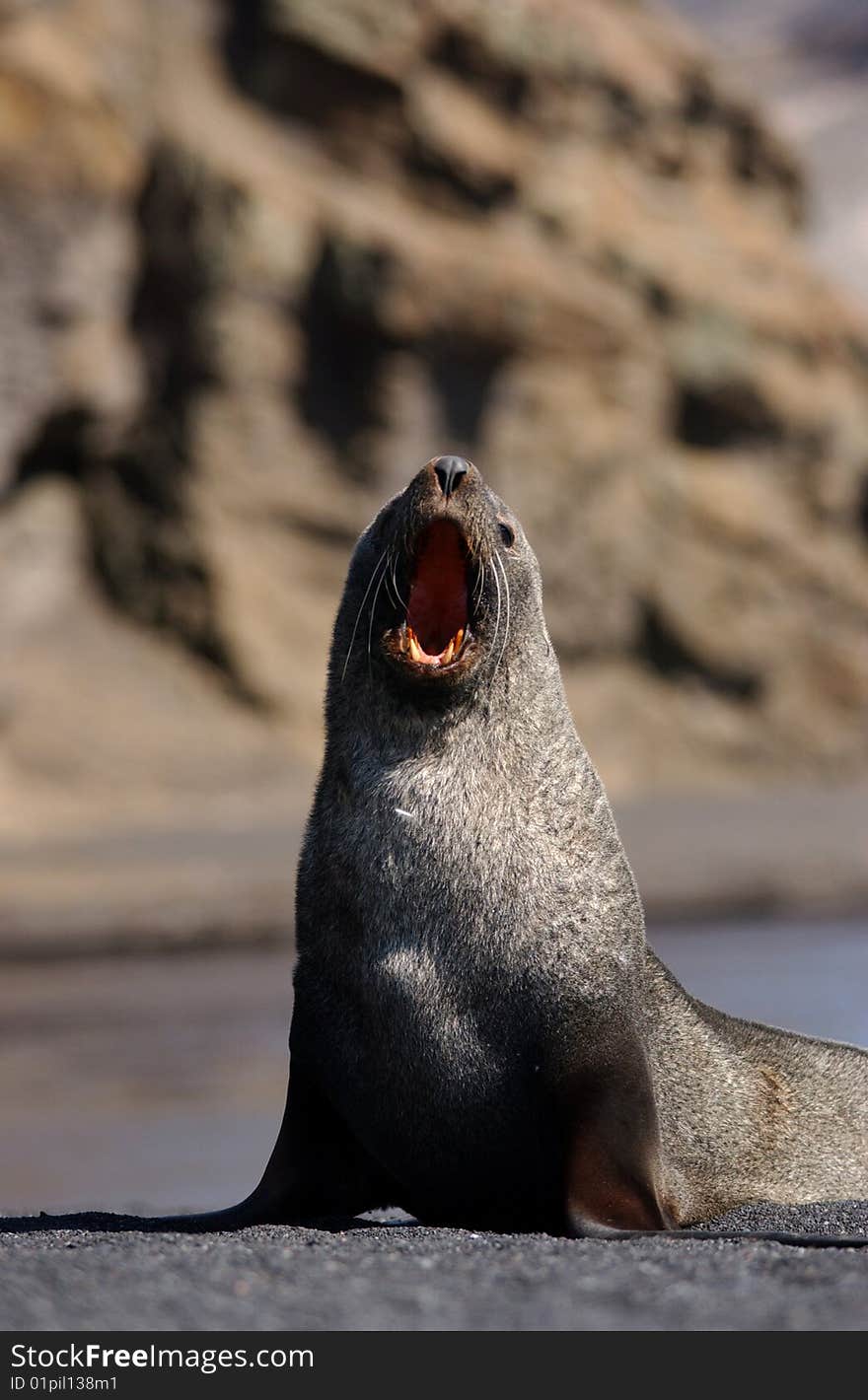 Closeup portrait of single  seal