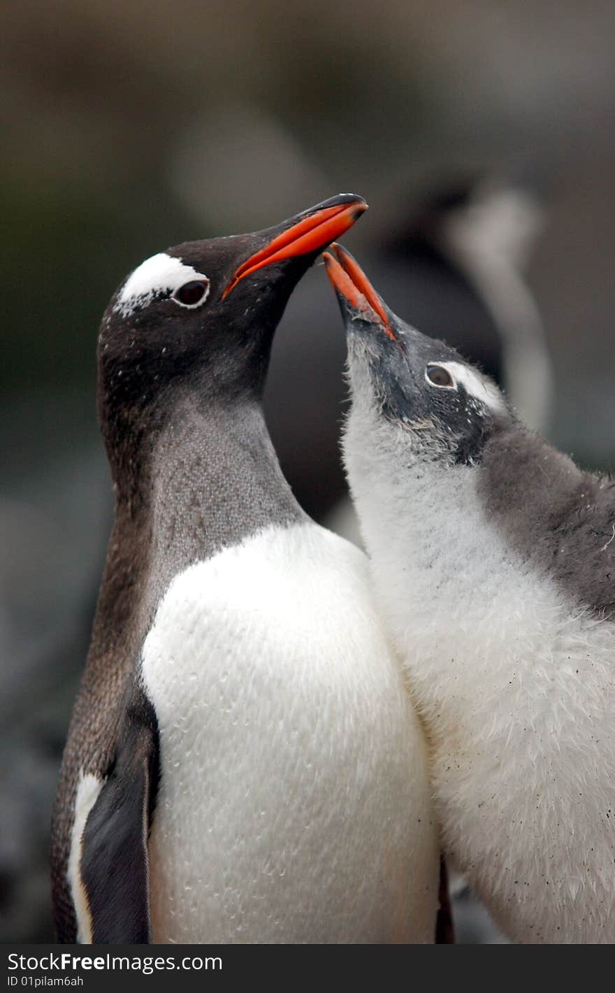 Funny Gentoo penguin with tham colony mother feeds her puppy