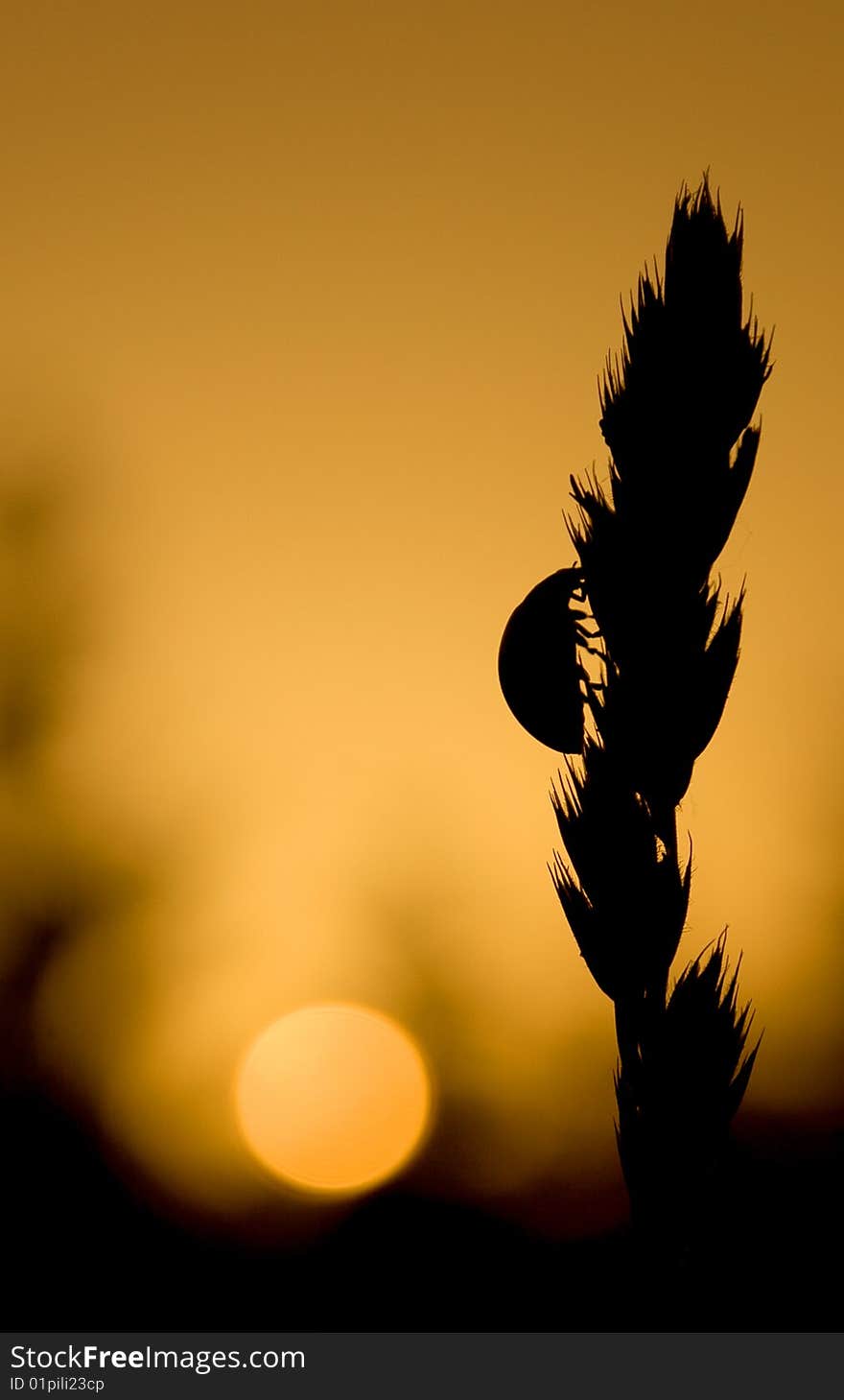 Ladybird on wheat spike in orange sunset. Ladybird on wheat spike in orange sunset