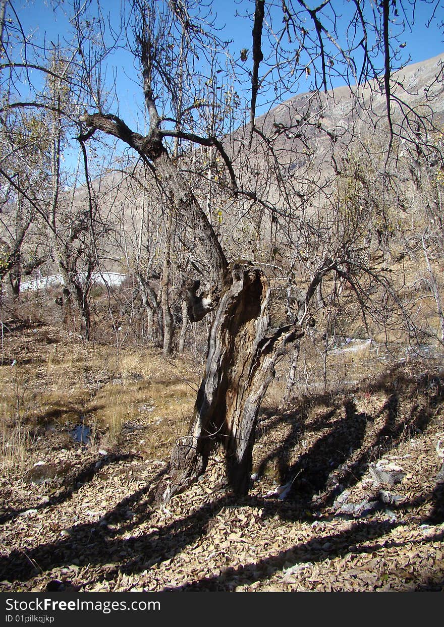 Mountain tree under autumn sun