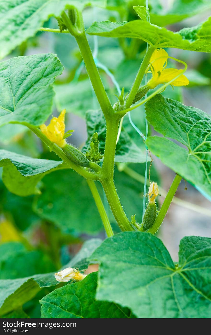 Cultivation of vegetables in a hothouse.