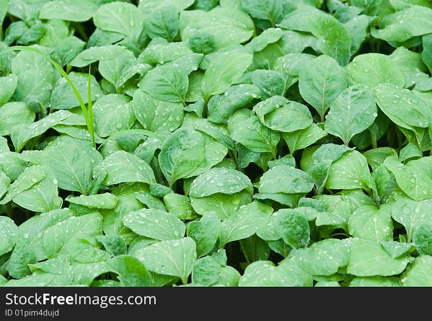 Cultivation Of Vegetables In A Hothouse.