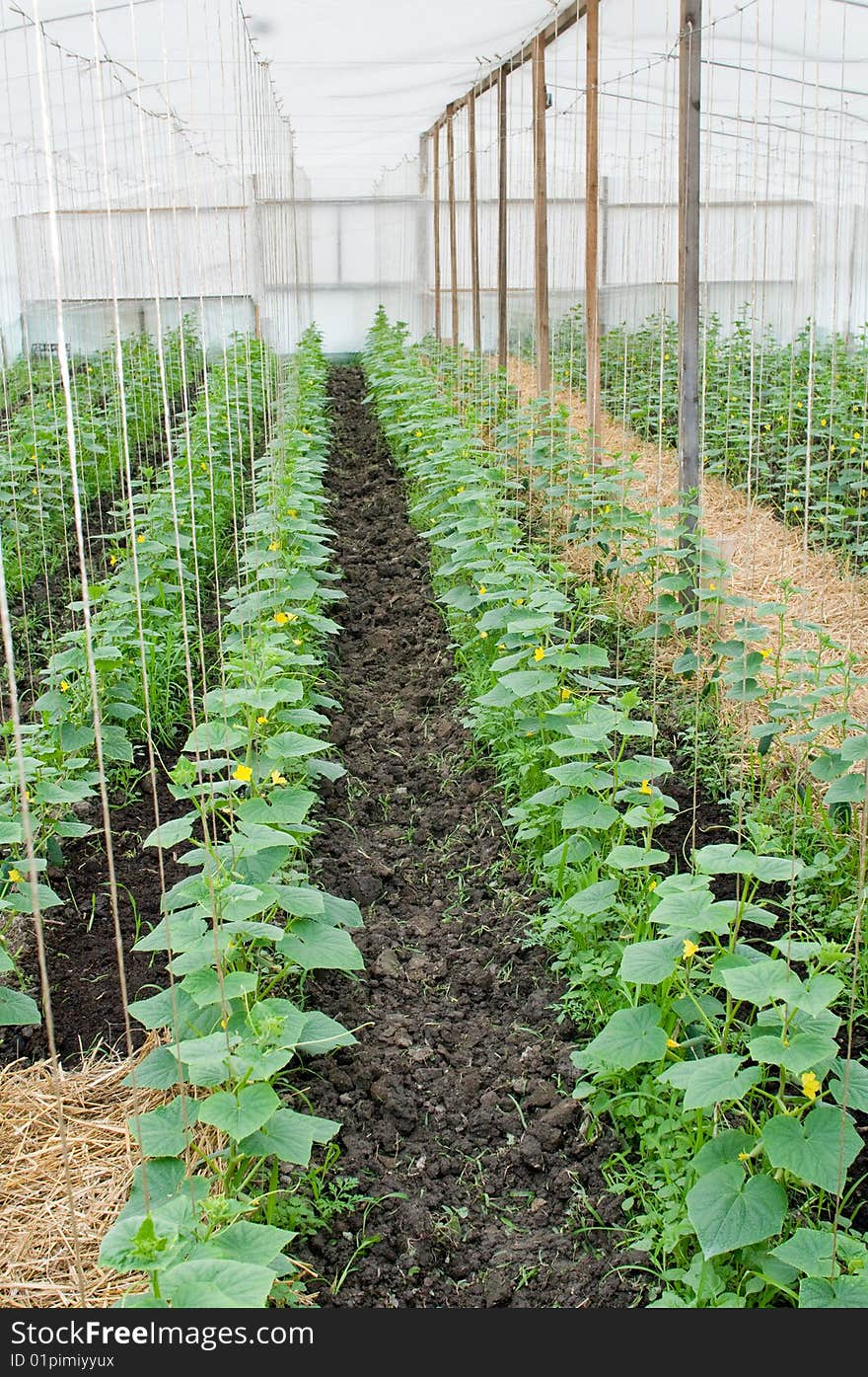 Cultivation of vegetables in a hothouse.