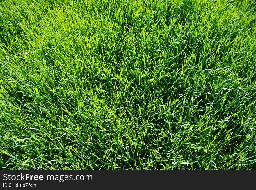 Background green lawn freshly mowed