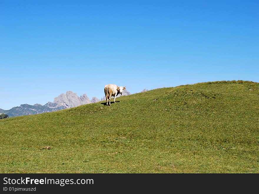 A cow in a pasture with blue sky at the background. A cow in a pasture with blue sky at the background