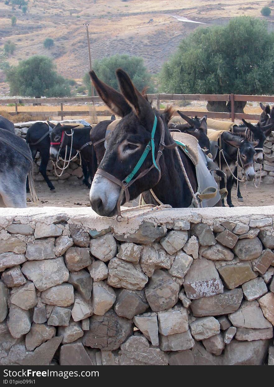 Donkey on a farm with a stone wall